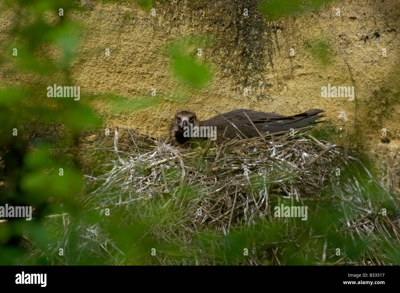 Eurasian avvoltoio nero Cinereous Vulture Aeygypius monachus sul nido fotografato in Francia Foto Stock