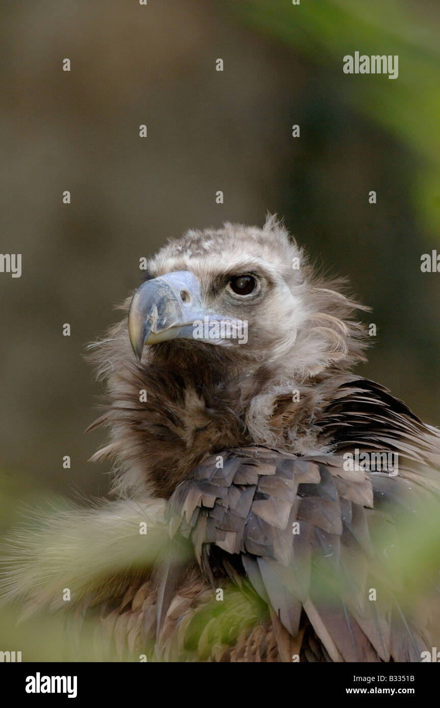 Eurasian avvoltoio nero Cinereous Vulture Aeygypius monachus fotografato in Francia Foto Stock