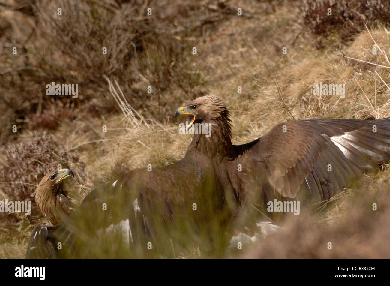 Aquila reale Aquila chrysaetos capretti 1° anno fotografati nei Pirenei spagnoli Foto Stock