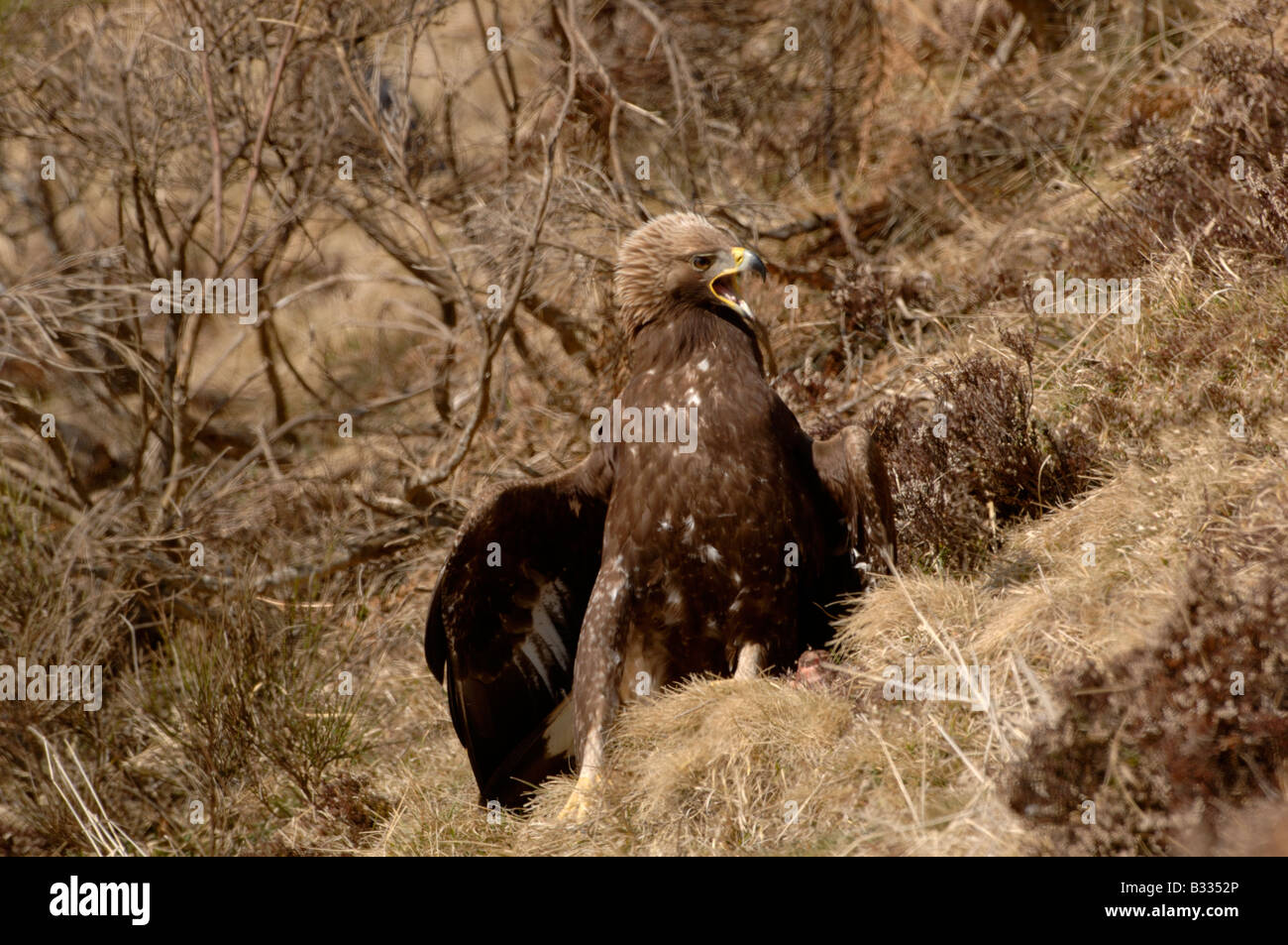 Aquila reale Aquila chrysaetos, capretti, fotografato in spagnolo Pirenei Foto Stock