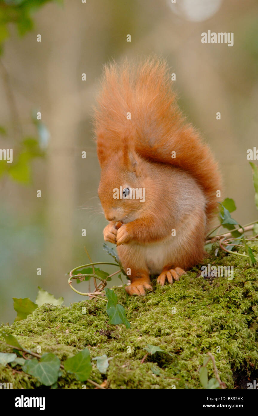 Scoiattolo rosso Sciurus vulgaris fotografato in Inghilterra, d'inverno. Foto Stock