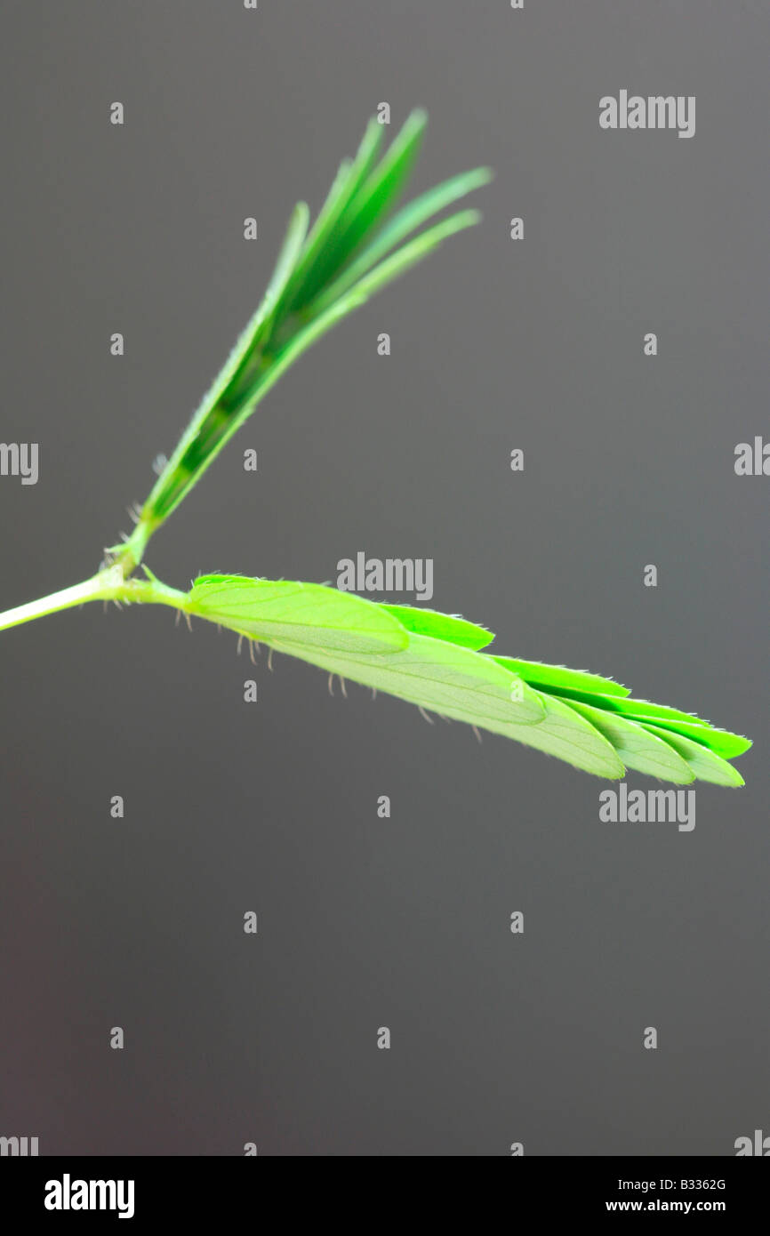 La Mimosa pudica, impianto sensibili, touch-me-non Foto Stock
