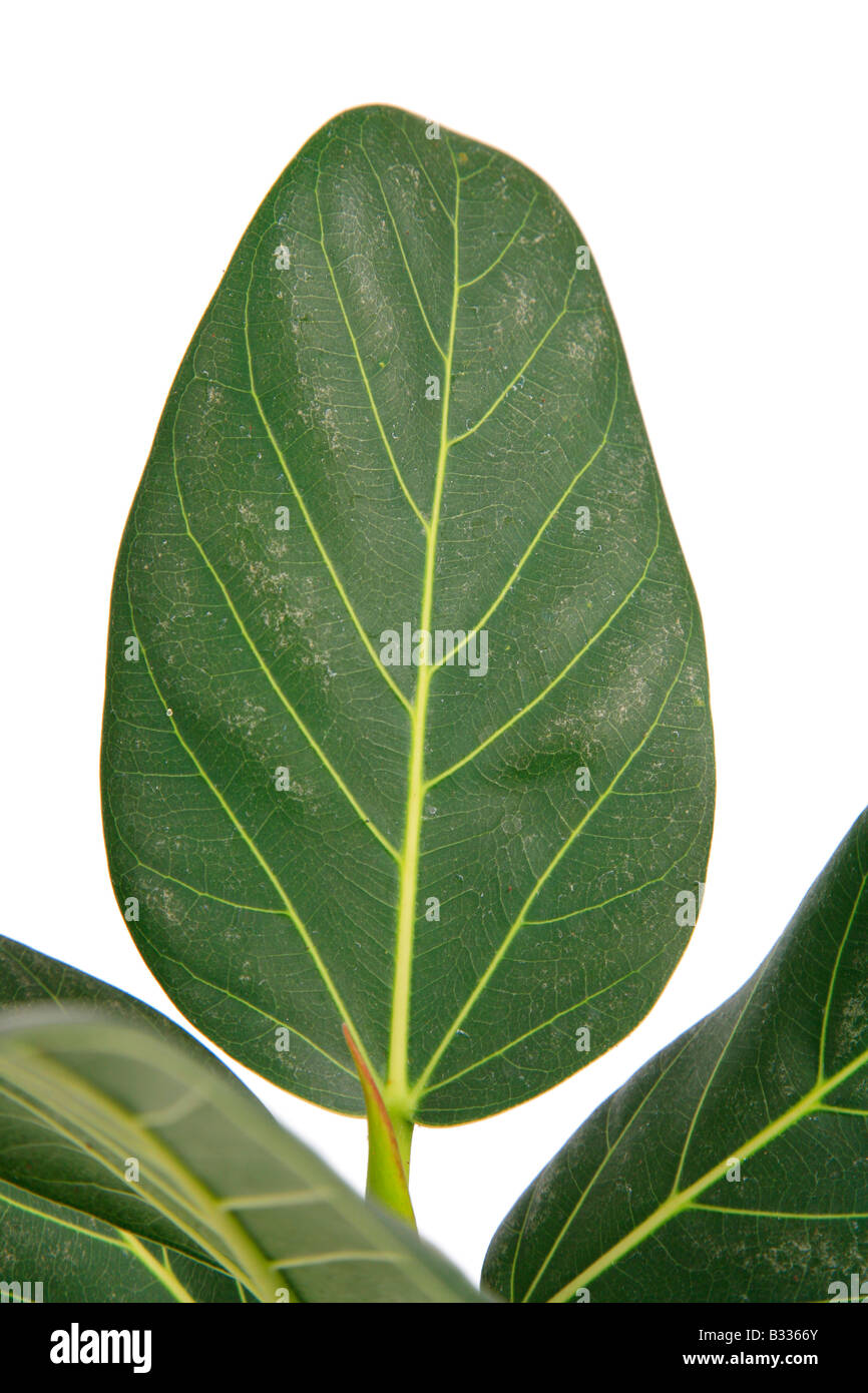 Ficus Audry, Ficus 'Audry', Ficus Audry, impianto di gomma Foto Stock