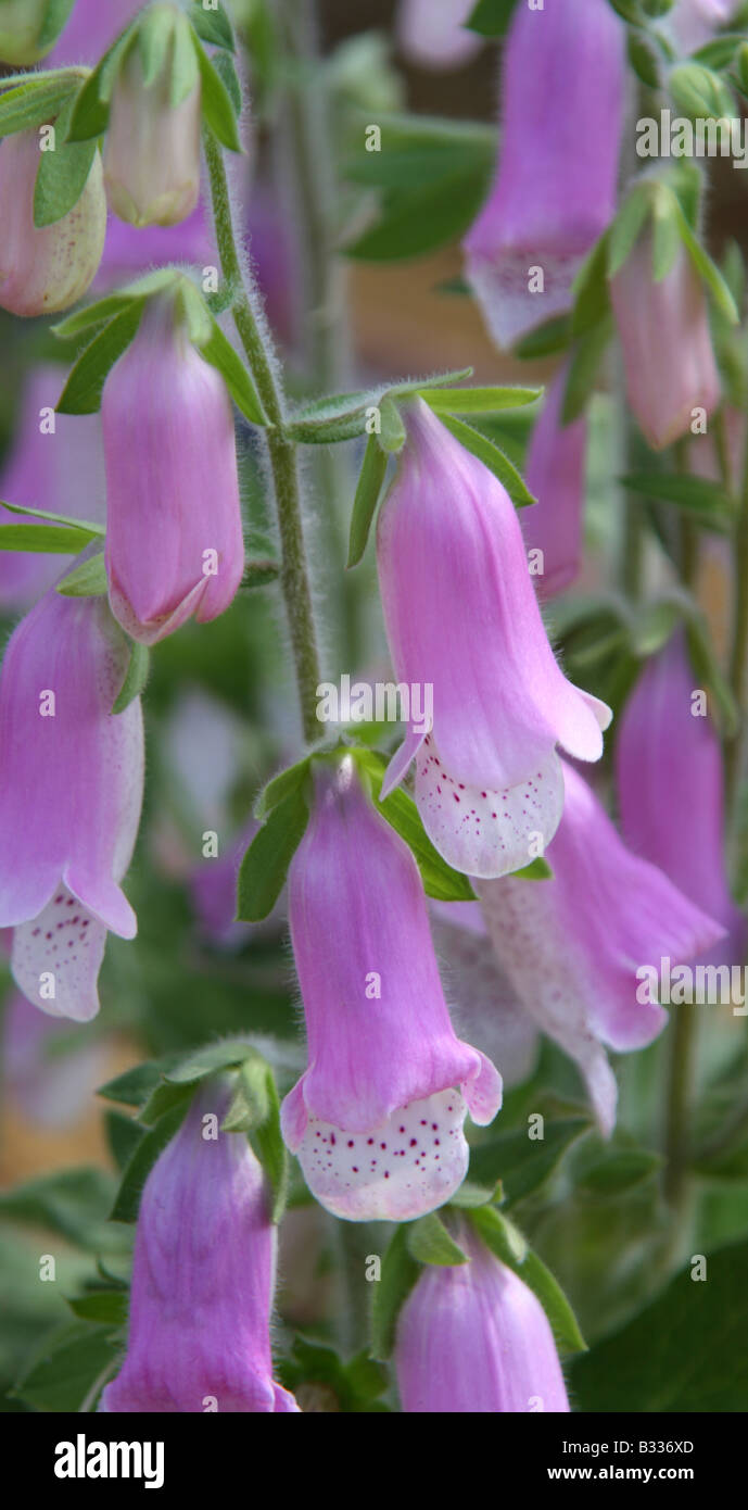 Digitalis dubia, closeup di fiori Foto Stock