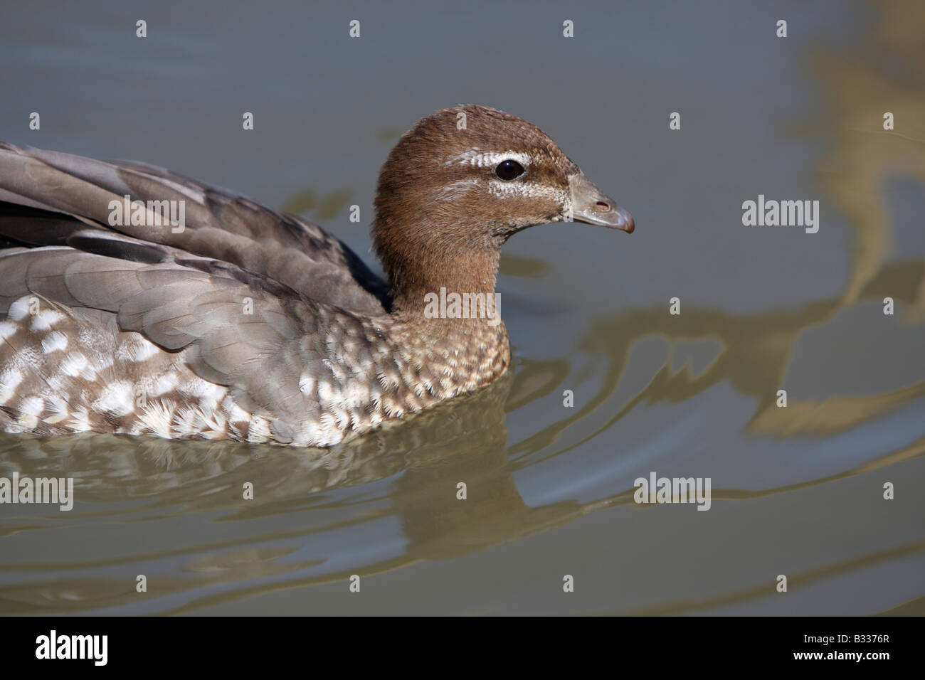 Maned femmina d'oca, legno Australiano duck, Aix sponsa Foto Stock