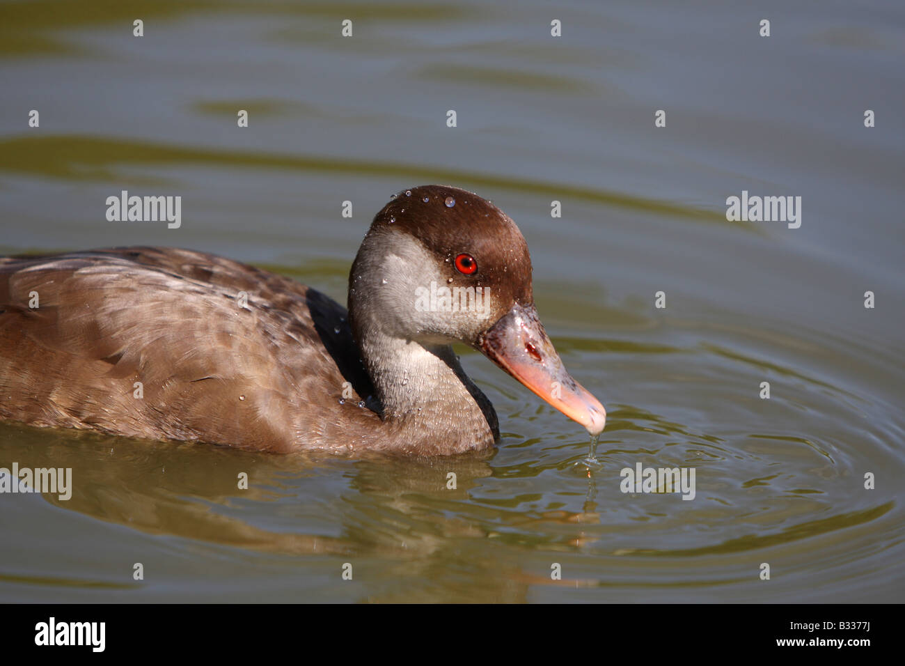Femmina rosso-crested pochard, Netta rufina Foto Stock