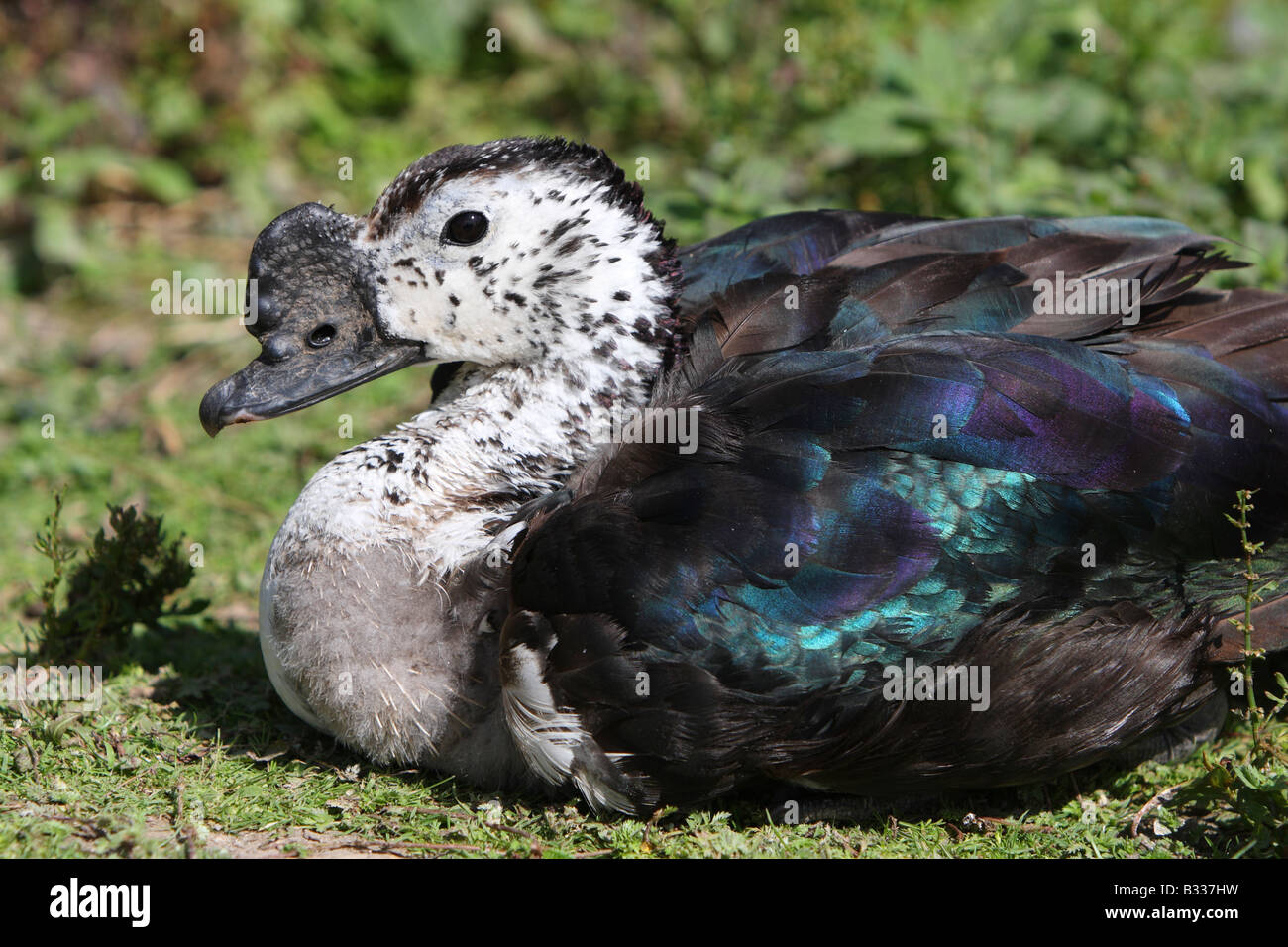 Sud Americana Comb Duck, Sarkidiornis melanotos carunculatus Foto Stock