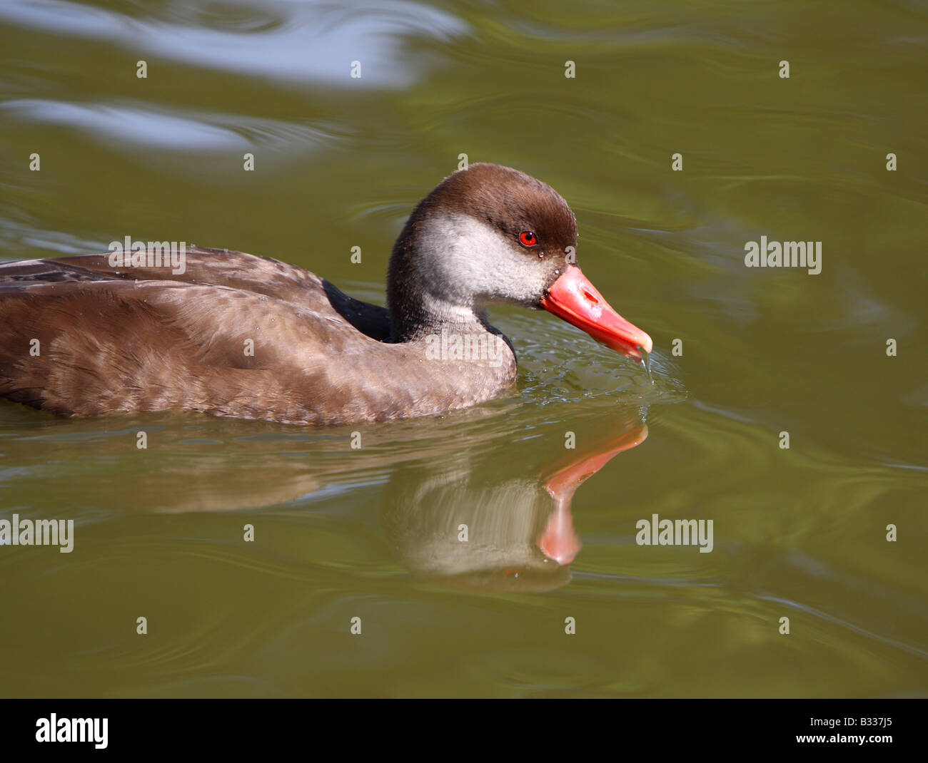 Femmina rosso-crested pochard, Netta Rufina, bere Foto Stock