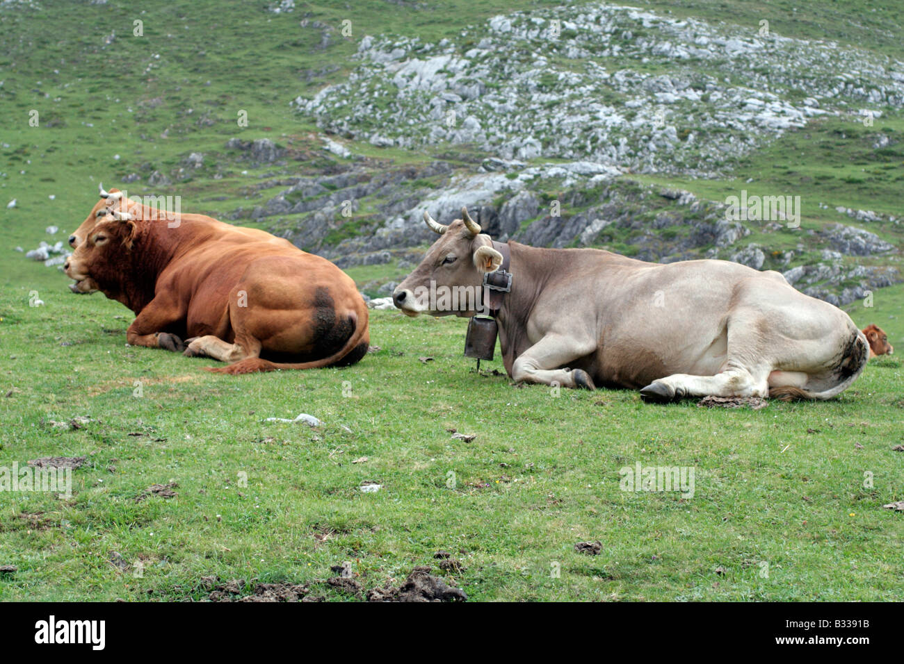 Nei pressi di ERMITA DE LA SANTUCA DE ALIVA SOPRA ESPINAMA Picos de Europa Foto Stock