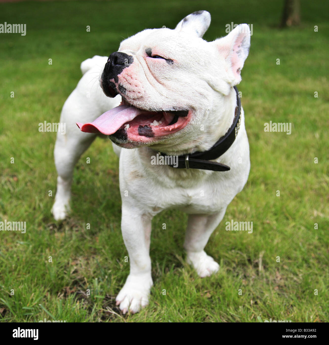 Bouledogue français, Canis lupus f. familiaris, bulldog francese Foto Stock