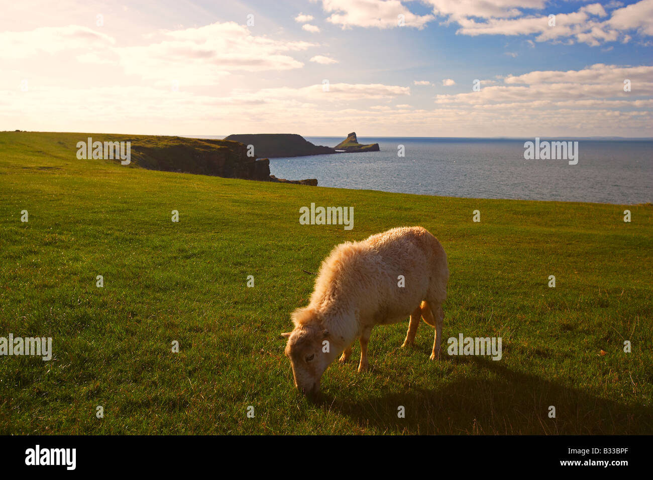 Pecore al pascolo sulle scogliere di Rhossili con la testa di Worms in background, Gower, South Wales, Regno Unito Foto Stock