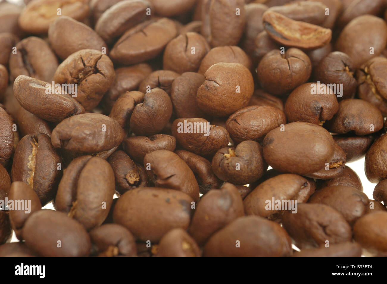 I chicchi di caffè presentato studio tenendo Foto Stock