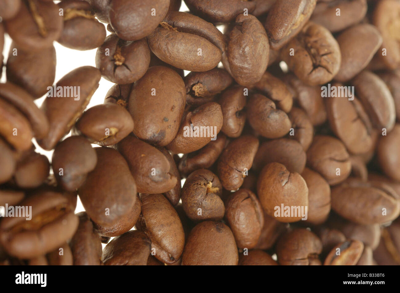 I chicchi di caffè presentato studio tenendo Foto Stock