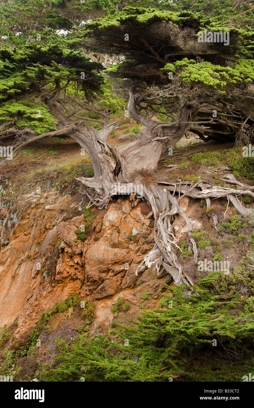 Il veterano della vecchia si trova lungo un affioramento roccioso a Point Lobos State Reserve in Carmel California Foto Stock