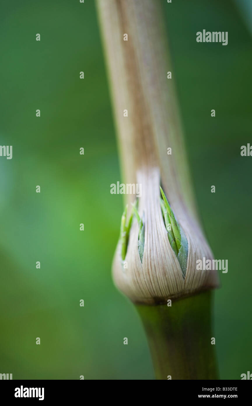 Chusquea gigantea. La germogliazione giovani foglie di bambù che emergono dalla canna da zucchero Foto Stock