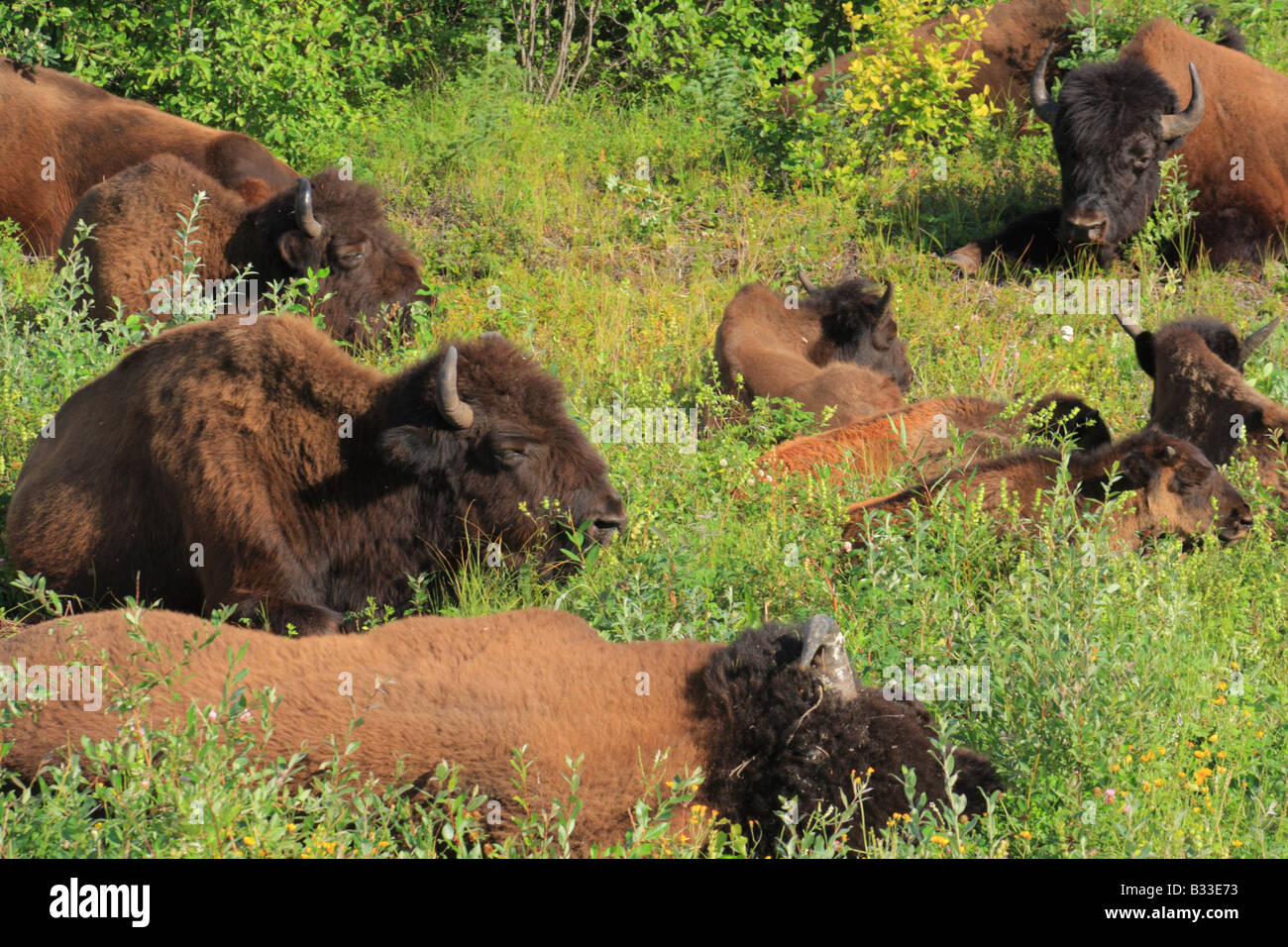 Bison allevamento in Mackenzie Bison Santuario, Territori del Nord Ovest Foto Stock