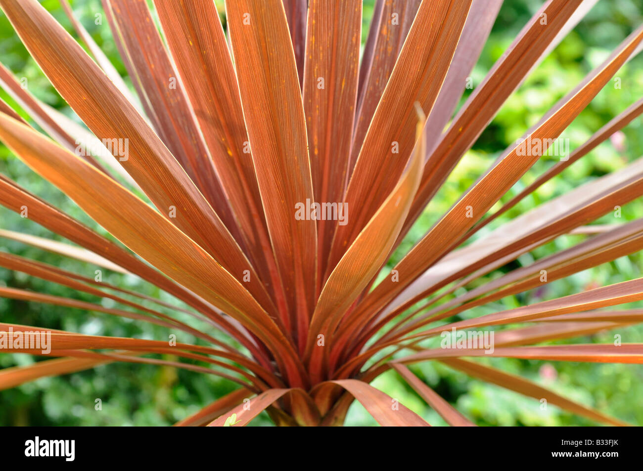 Cordyline australis stella rossa Foto Stock