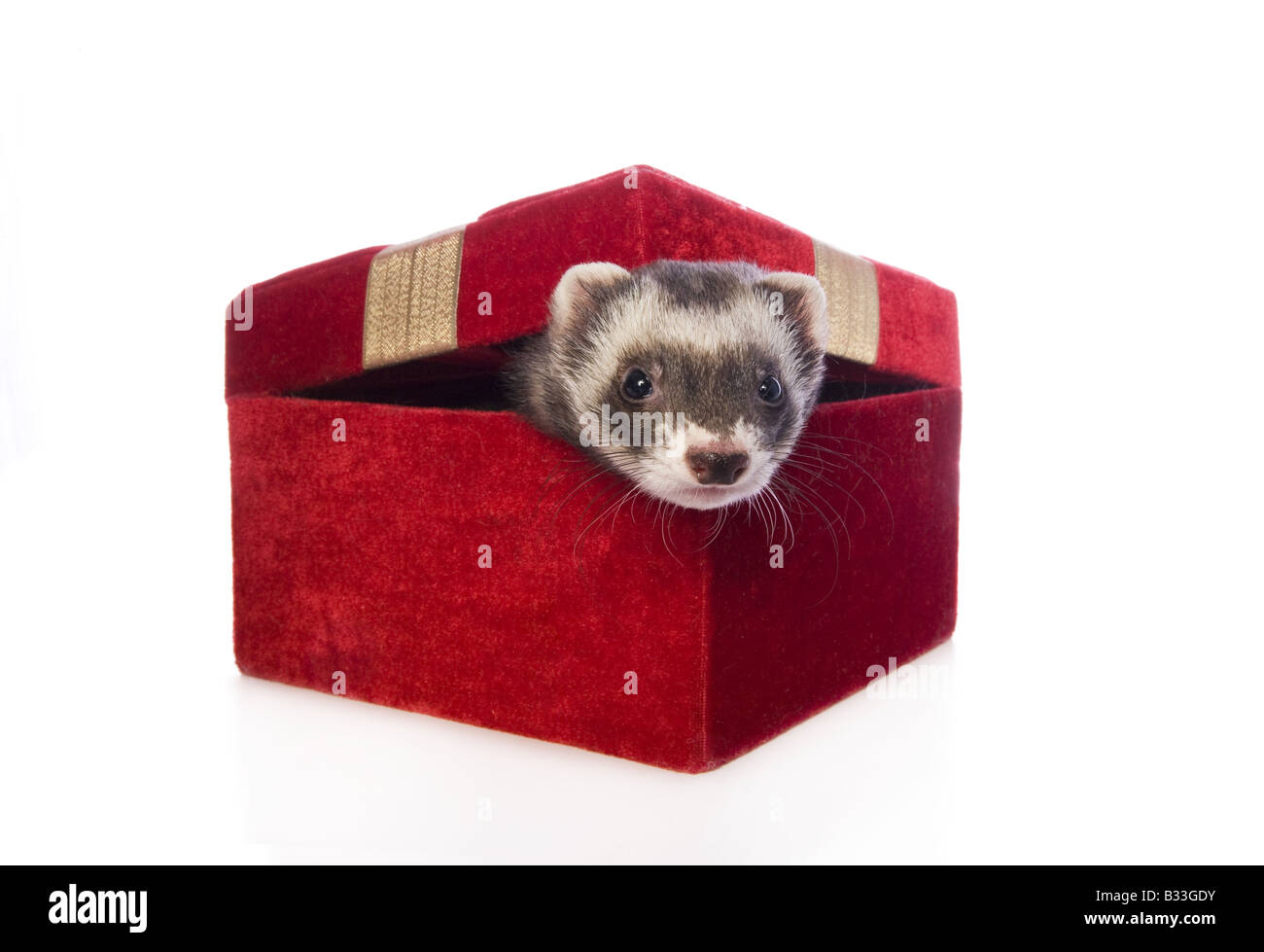 Carino sable ferret sticking testa fuori di velluto rosso scatola regalo isolato su sfondo bianco Foto Stock