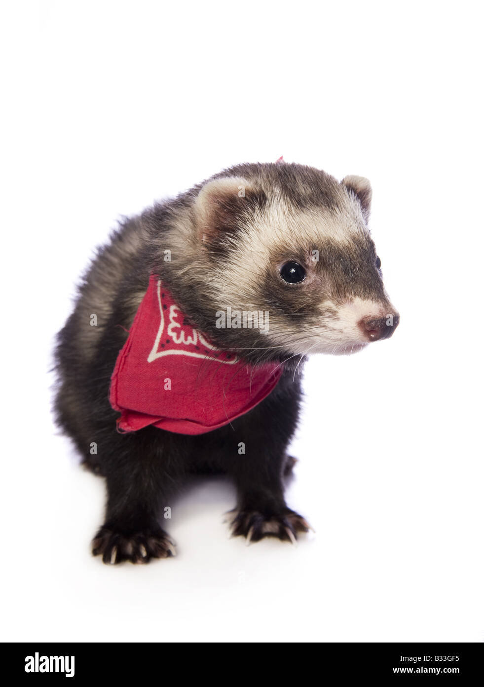 Carino sable ferret indossando bandana rosso sciarpa isolati su sfondo bianco Foto Stock