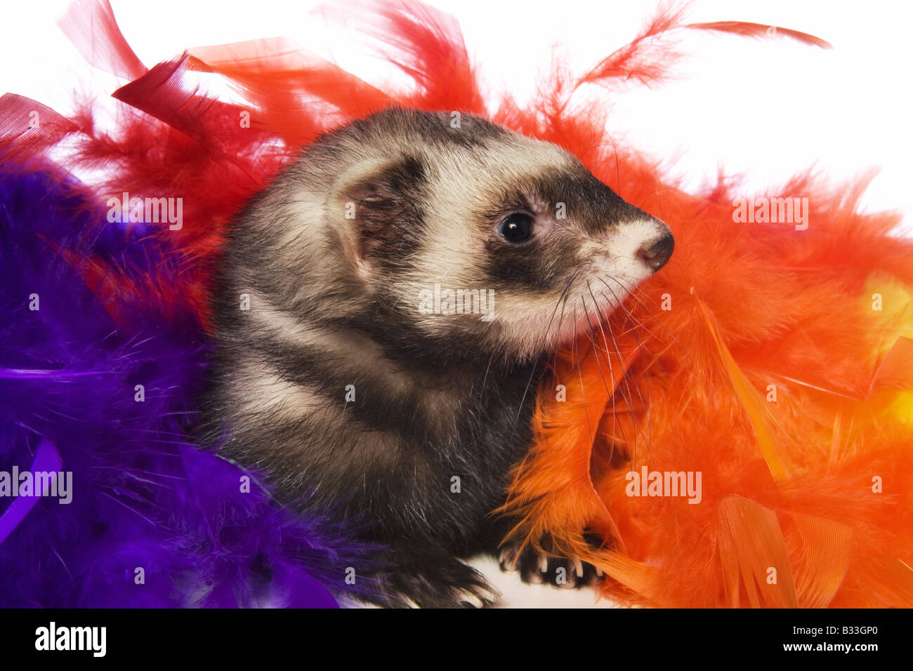 Carino sable ferret in colorate piume isolati su sfondo bianco Foto Stock