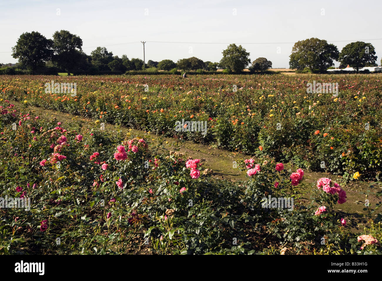 Regno Unito Cheshire Knutsford friggitrici Roses campo della fioritura delle piante di rose Foto Stock