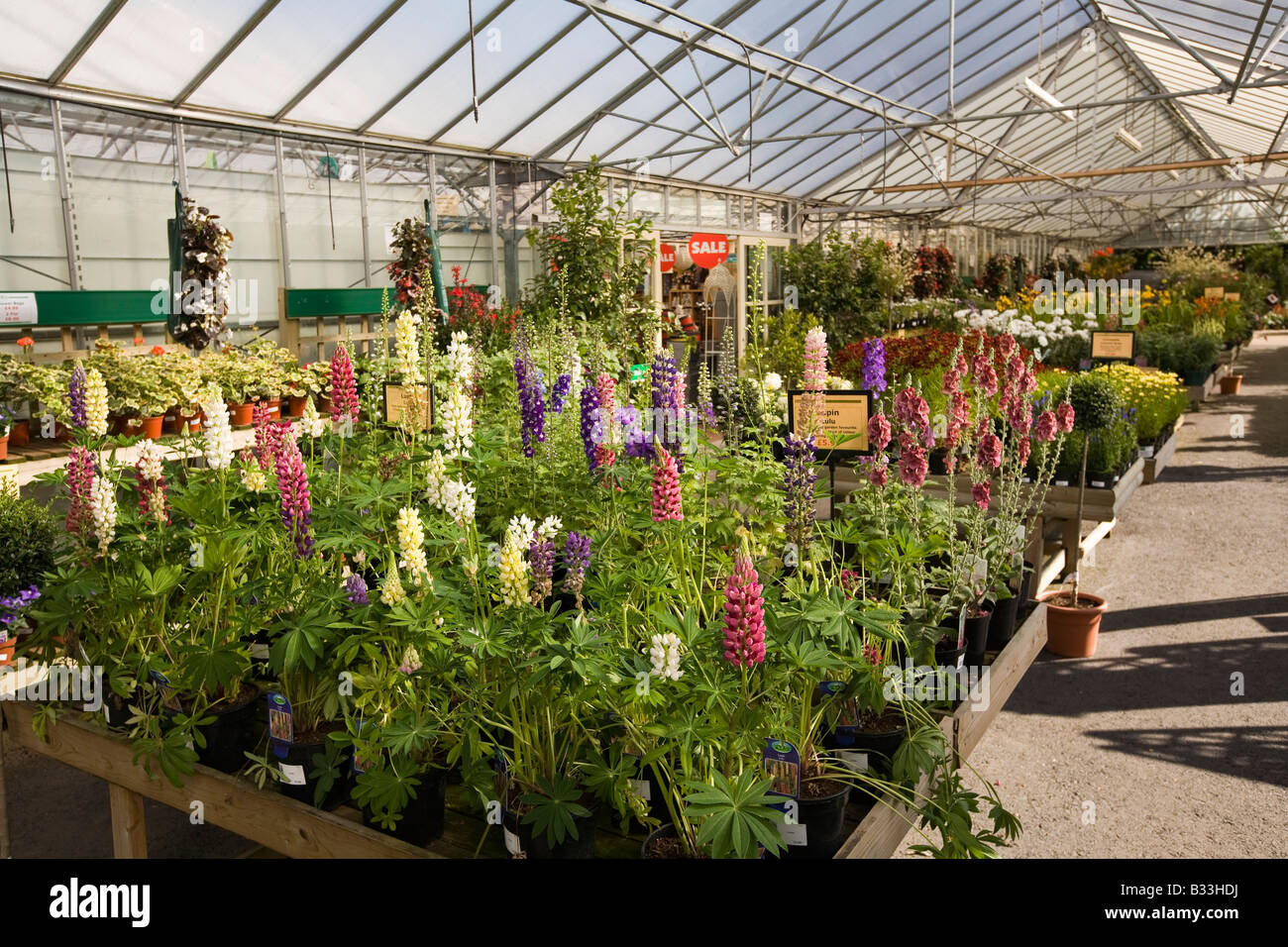 Regno Unito Cheshire Knutsford friggitrici Rose Garden Center piante erbacee Foto Stock
