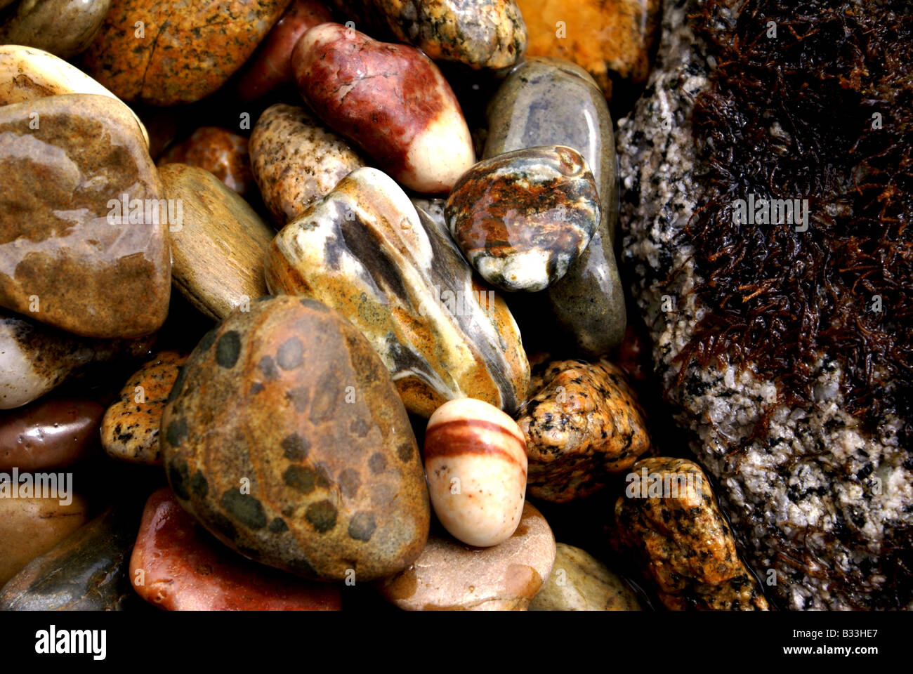 Colorful rocce umide closeup mostra varie texture e modelli a bordo d'acqua foderato con alghe marine Foto Stock