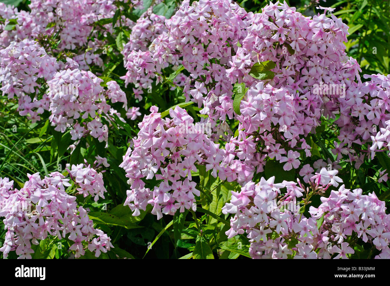 Phlox paniculata scoperta Foto Stock