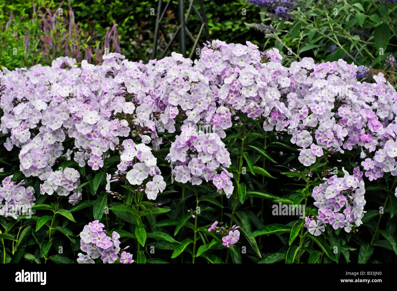 Phlox paniculata VIOLETTA GLORIOSA Foto Stock