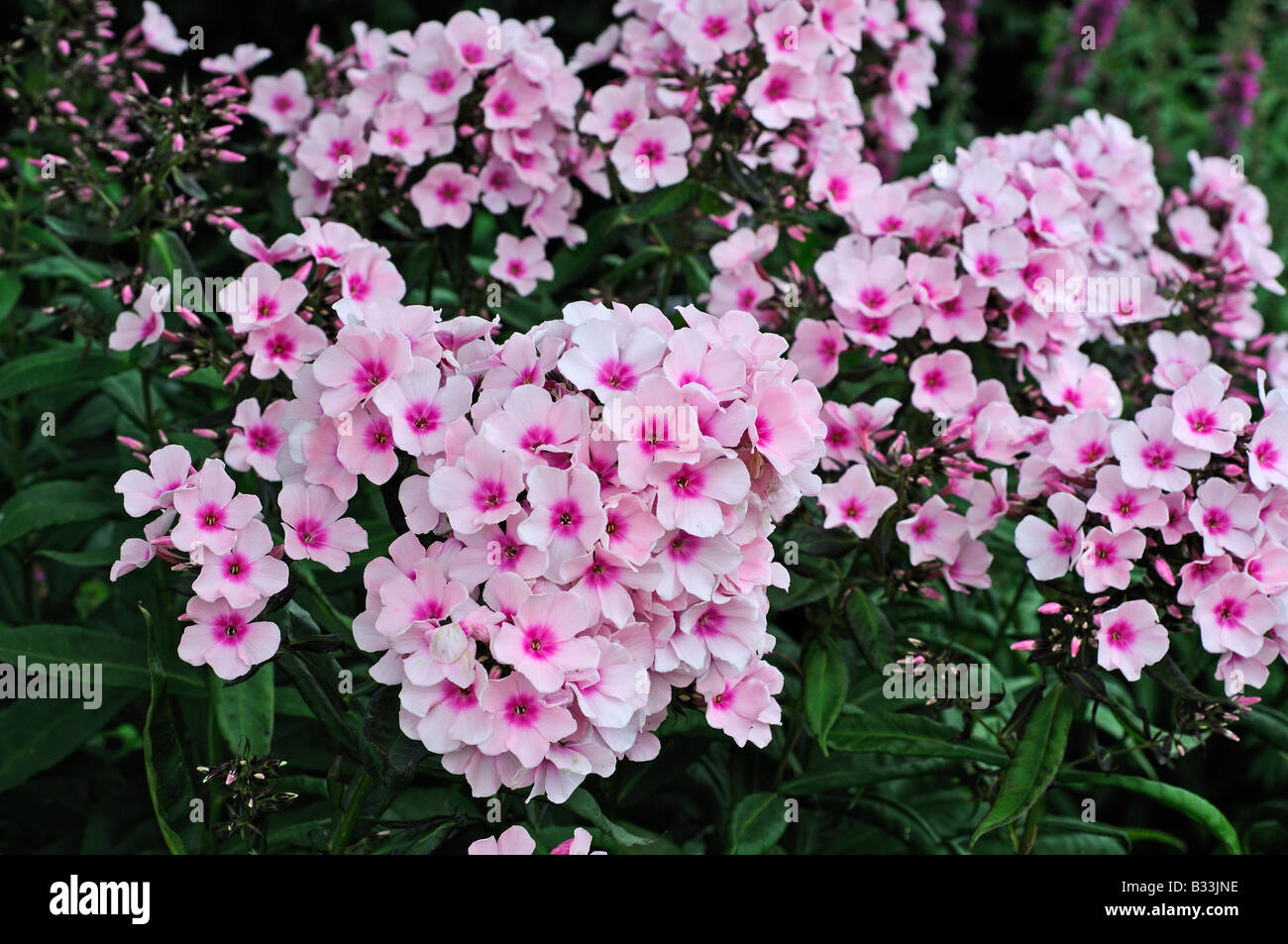 Phlox paniculata Foto Stock
