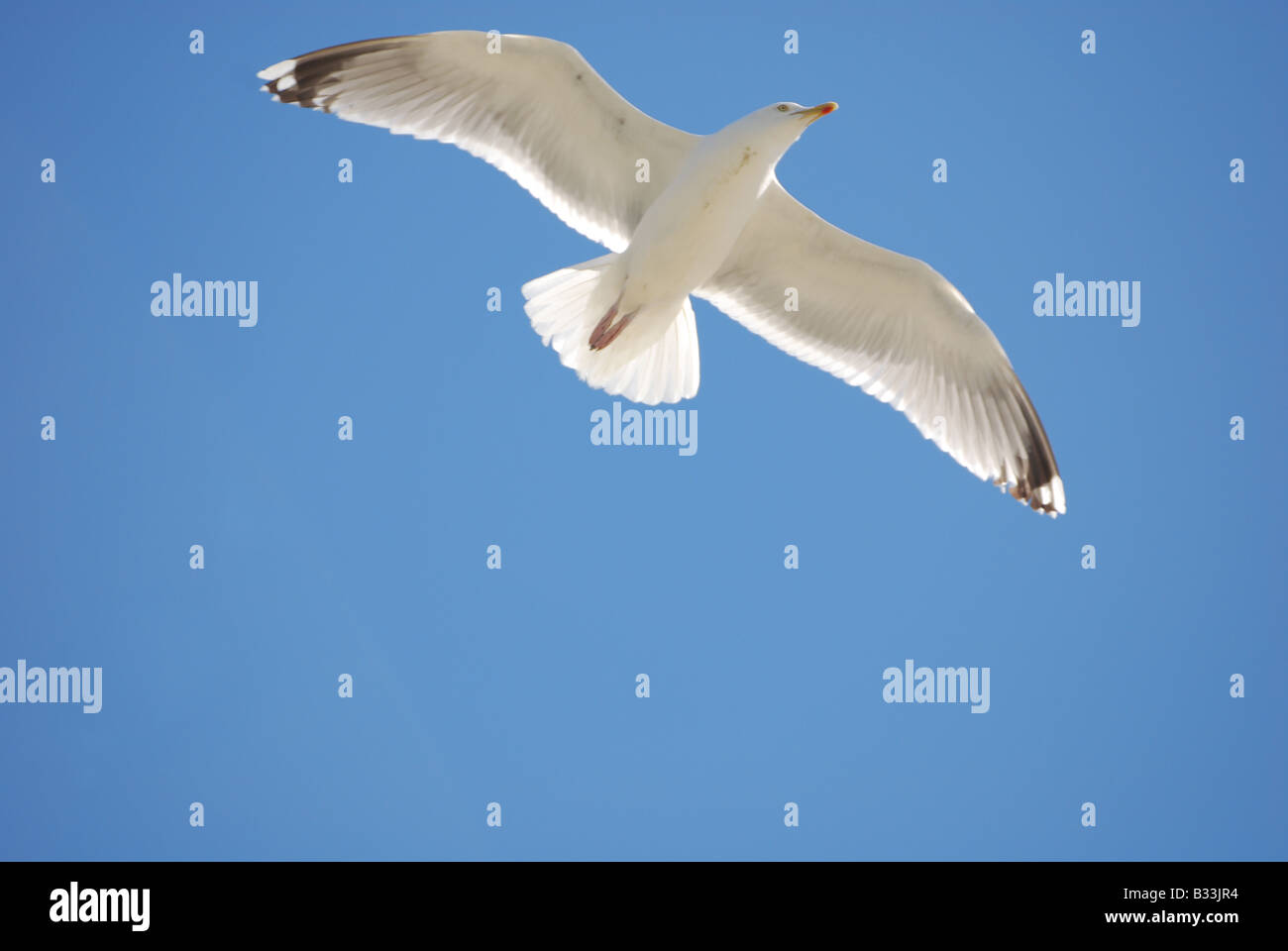 Seagull contro il cielo blu Foto Stock