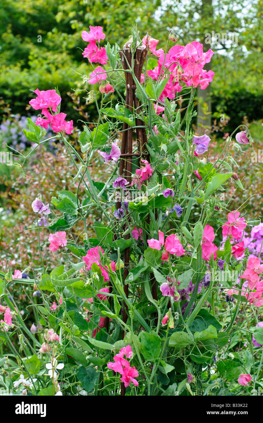 Pisello dolce fiore Lathyrus odoratus Foto Stock