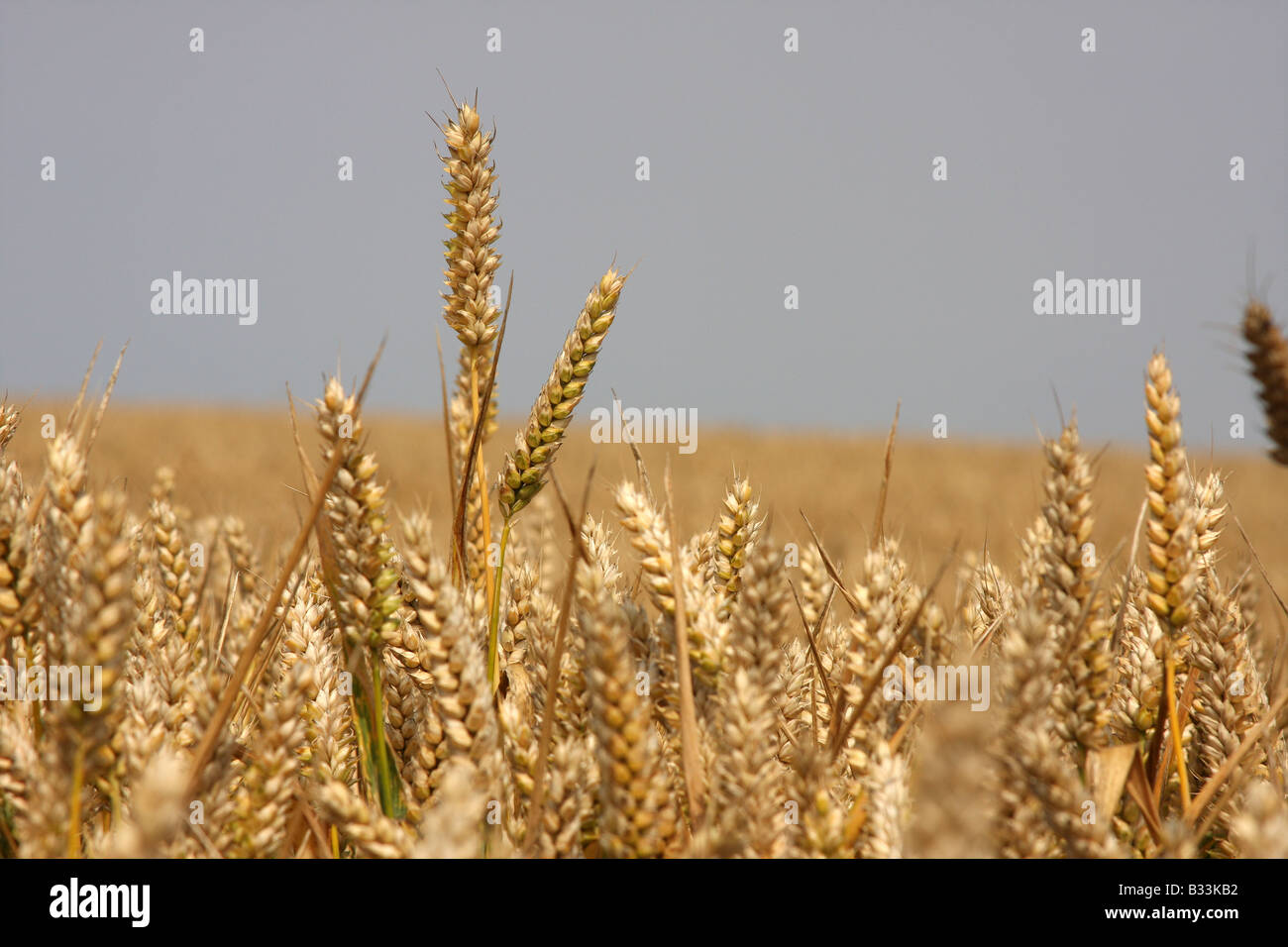 Spighe di grano maturo pronto per il raccolto. Foto Stock