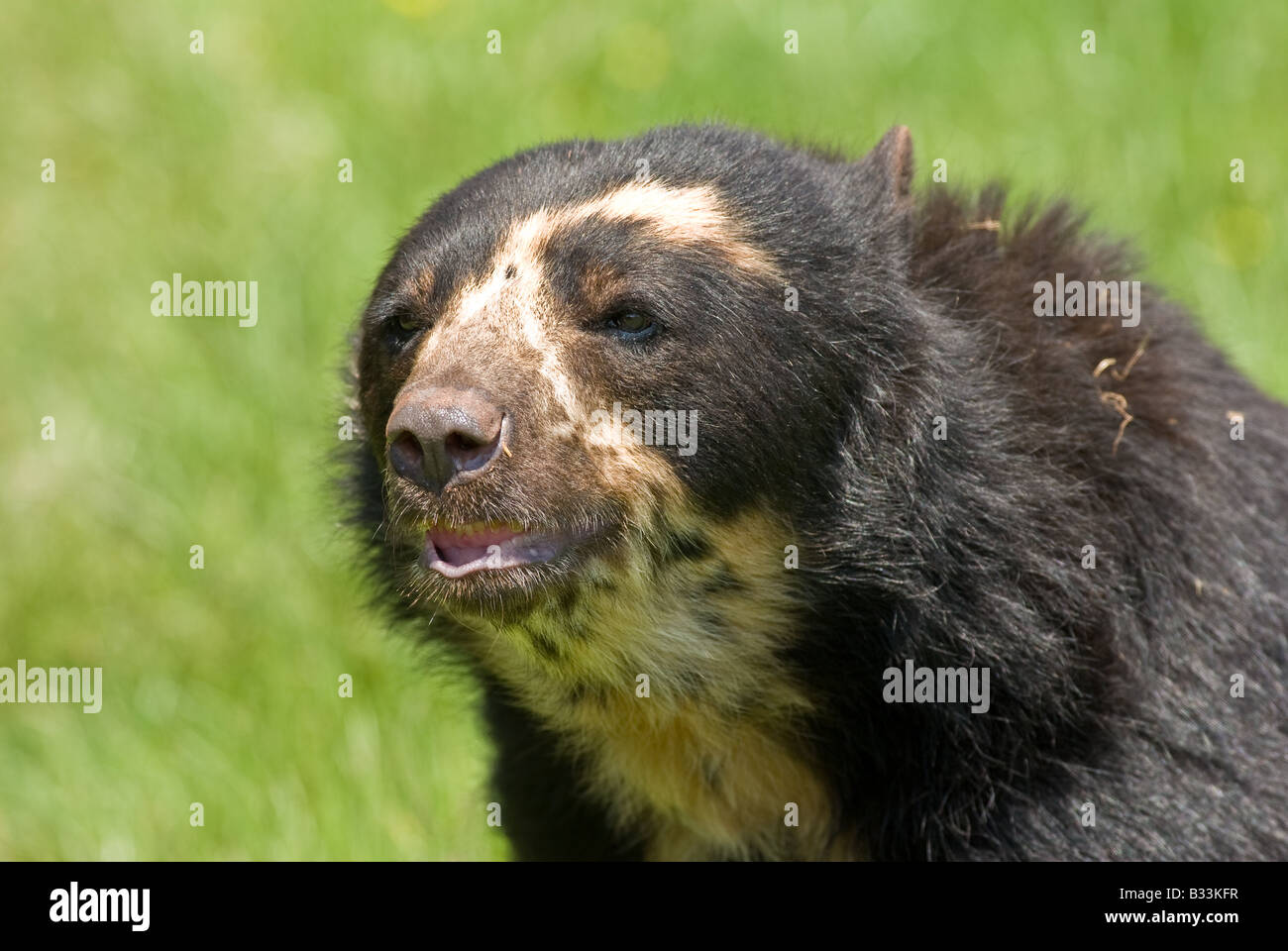 Orso Spectacled ritratto Foto Stock
