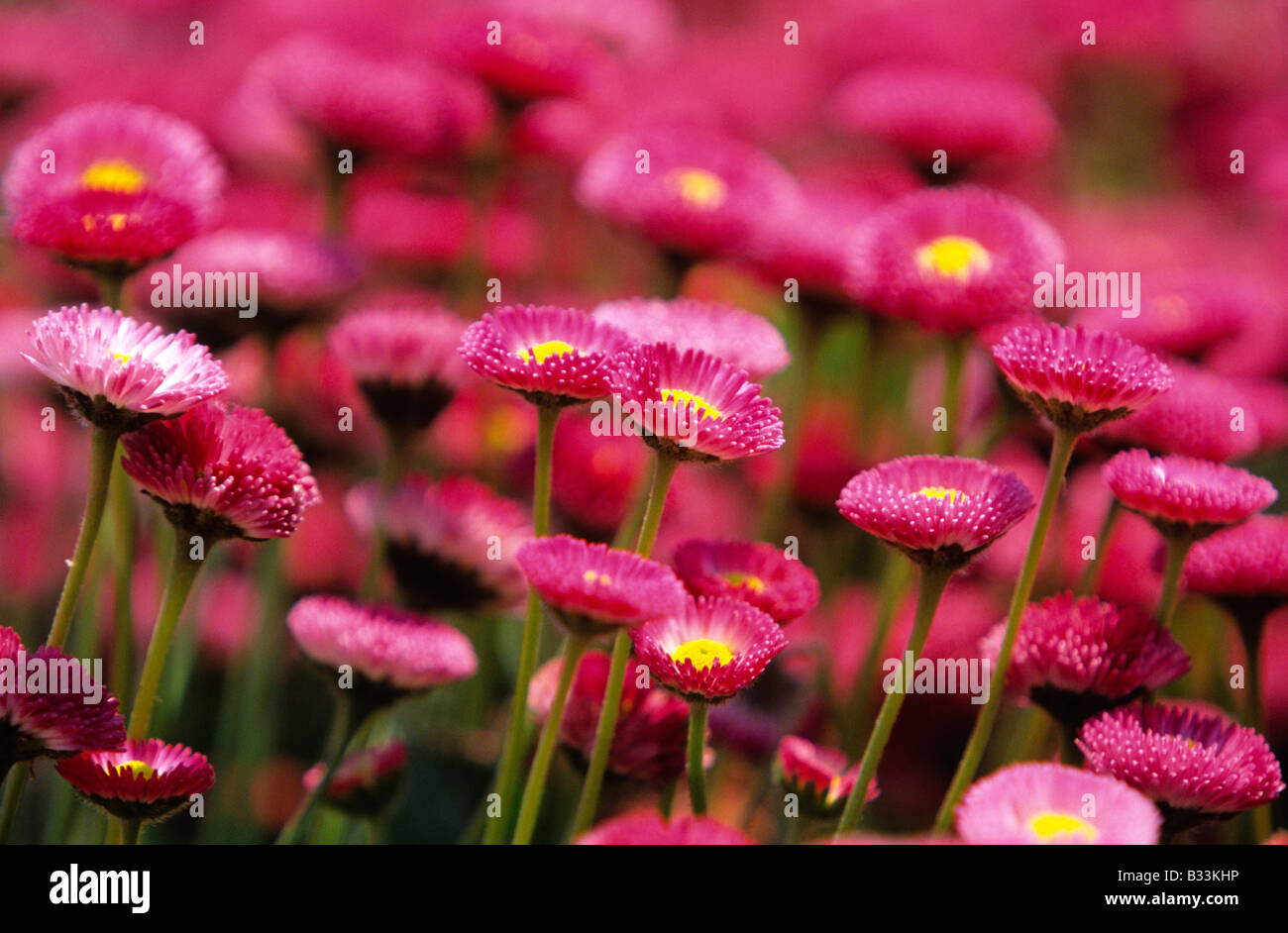 DAISY BELLIS PERENNIS Foto Stock