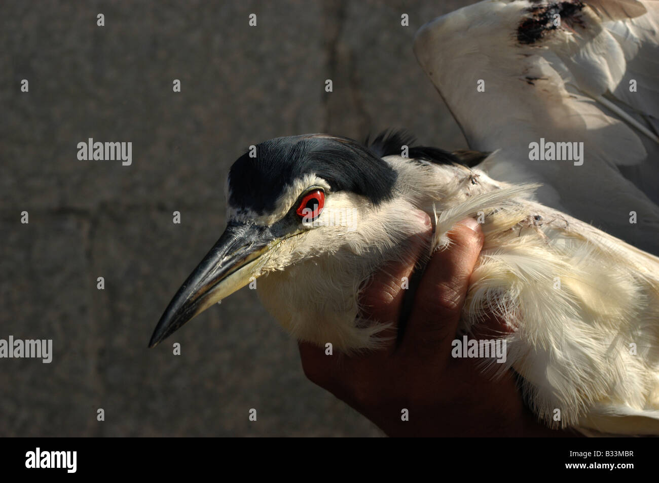 Adulto Nitticora, Nycticorax nycticorax, in mano dopo essere scattato in Malta, la caccia illegale in UE Foto Stock