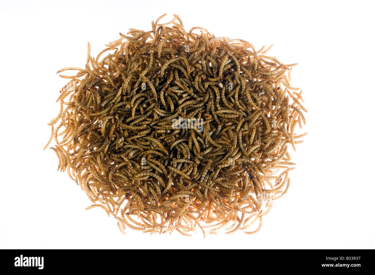 Pila di farina essiccata worm Foto Stock