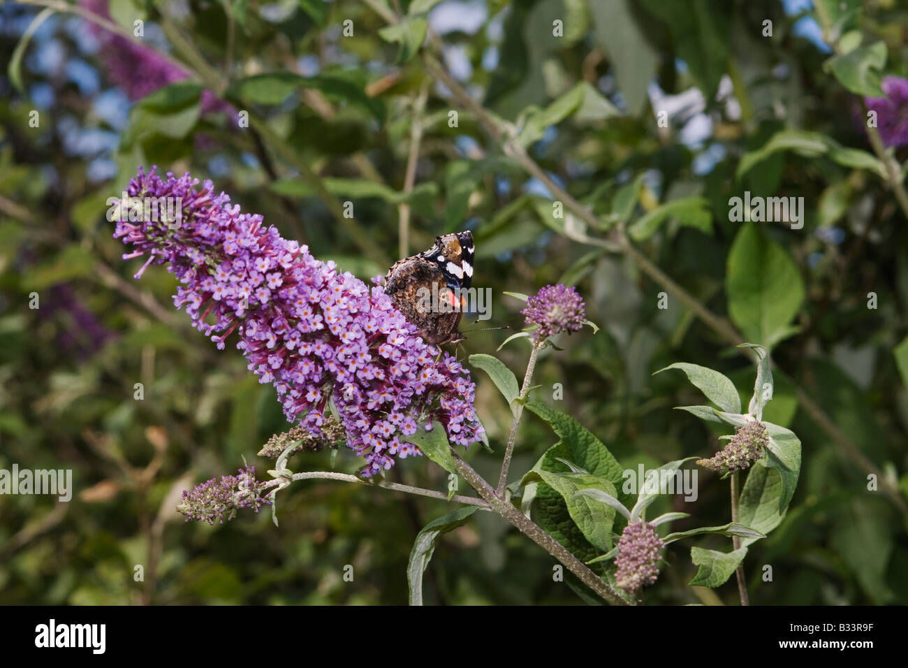 Red Admiral (Vanessa Atalanta) farfalla appoggiato su buddleia davidii in giardino Foto Stock