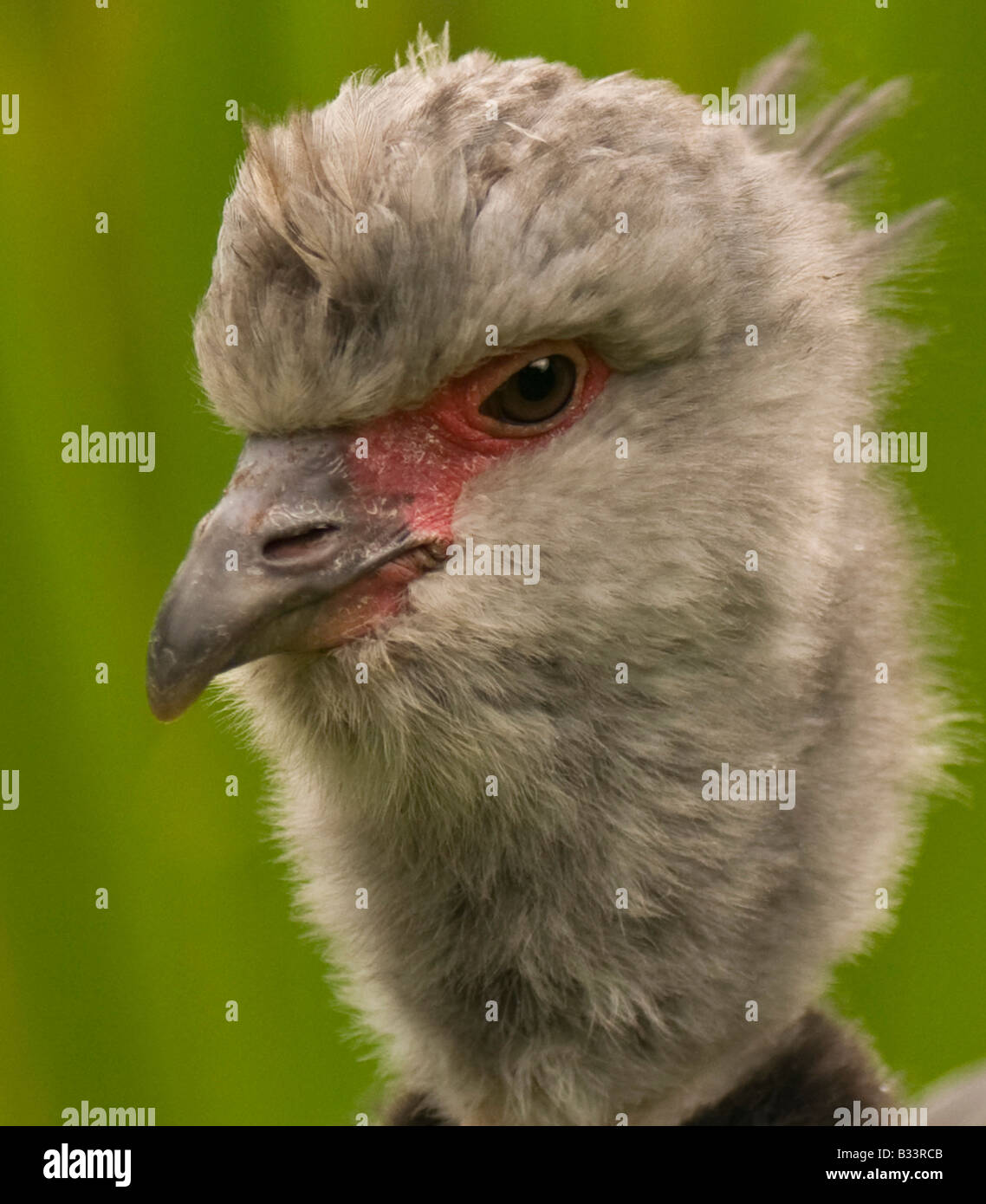Il dissipatore è un grande grigio South American bird. Foto Stock