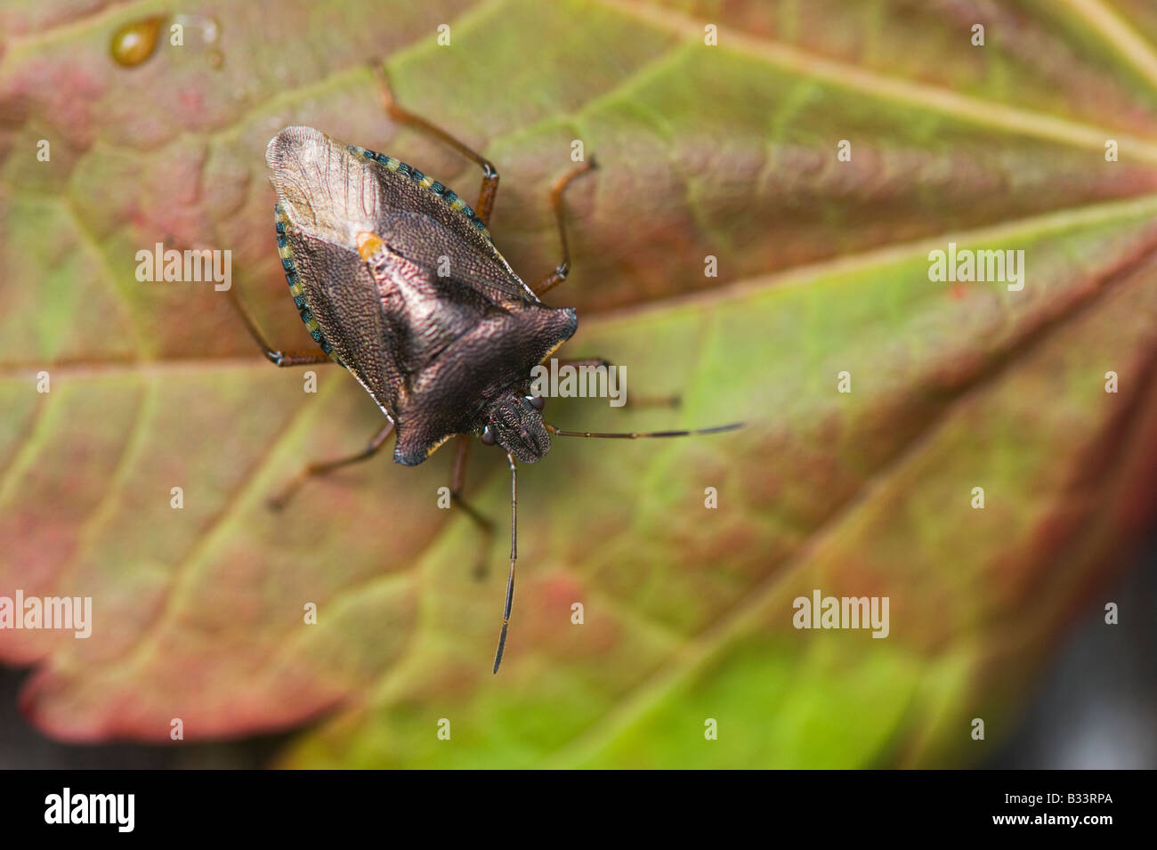 Pentatoma rufipes . Red-gambe / Shieldbug Forest Bug su una foglia Foto Stock