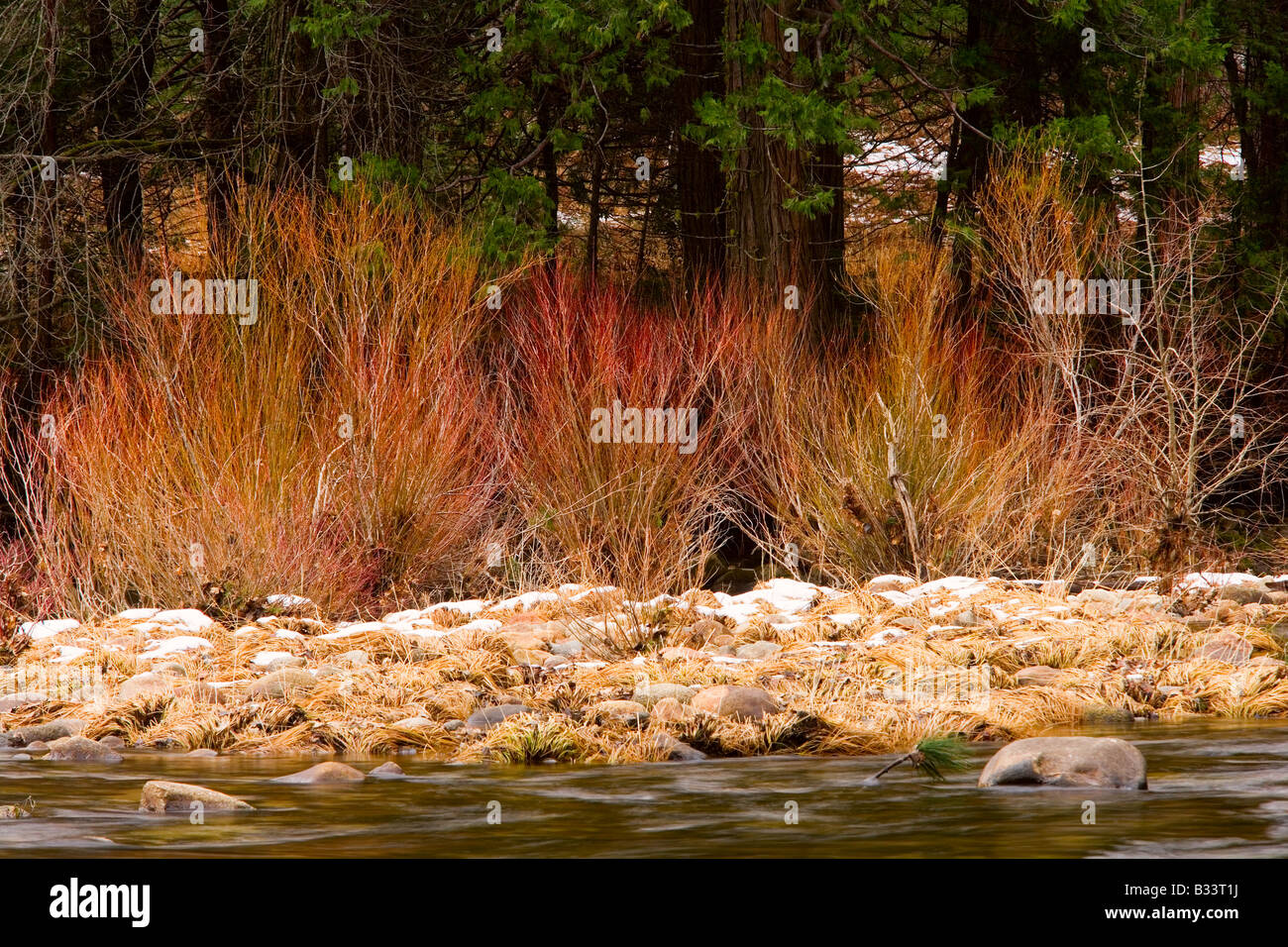 Colorato Creek Sanguinello Cornus stolonifera è assopito lungo il fiume Merced nel South End di Yosemite Valley Foto Stock
