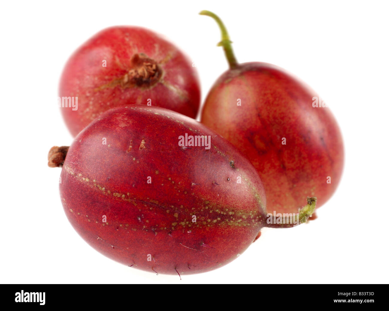 Ribes rosso frutto closeup su sfondo bianco Foto Stock