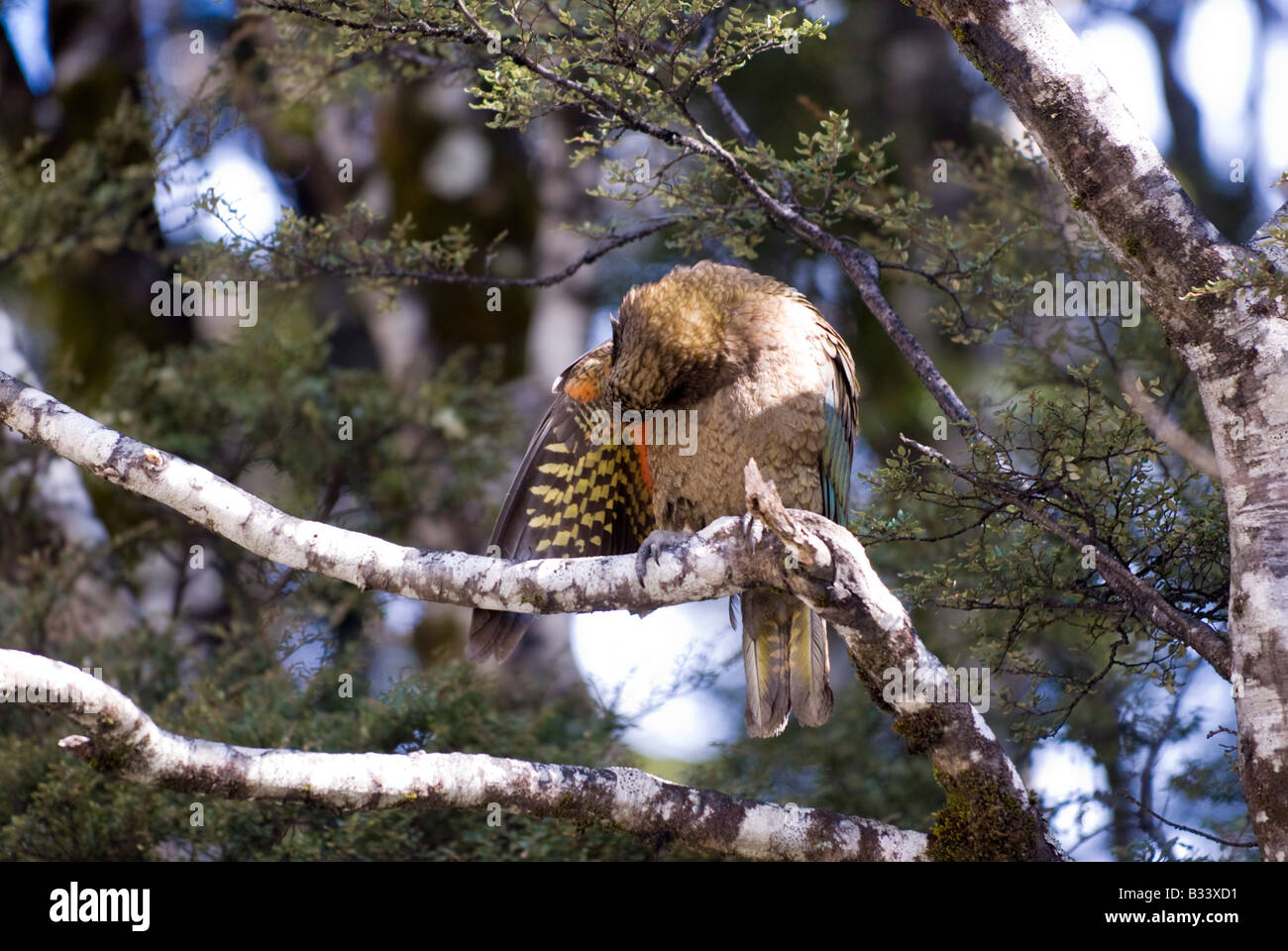 Un Kea (Nestor notabilis) di pulizia la sua ala Foto Stock