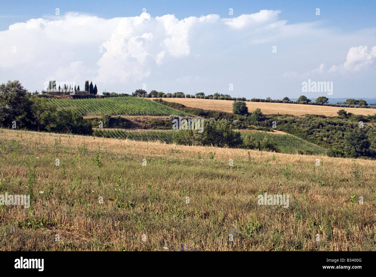 Colline Toscane, chianti, Foto Stock