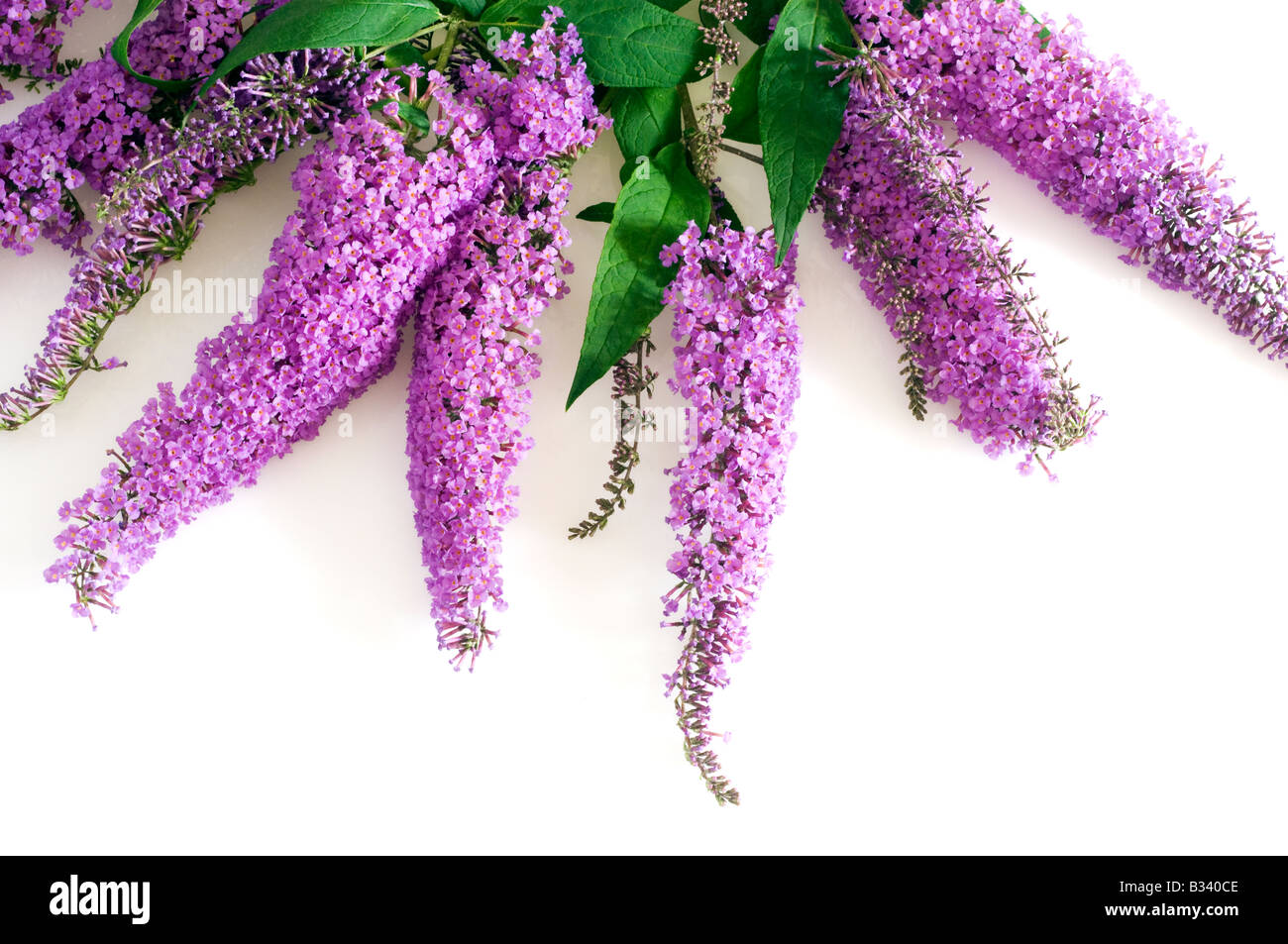 Un mazzetto di Budlea malva fiori e foglie Foto Stock
