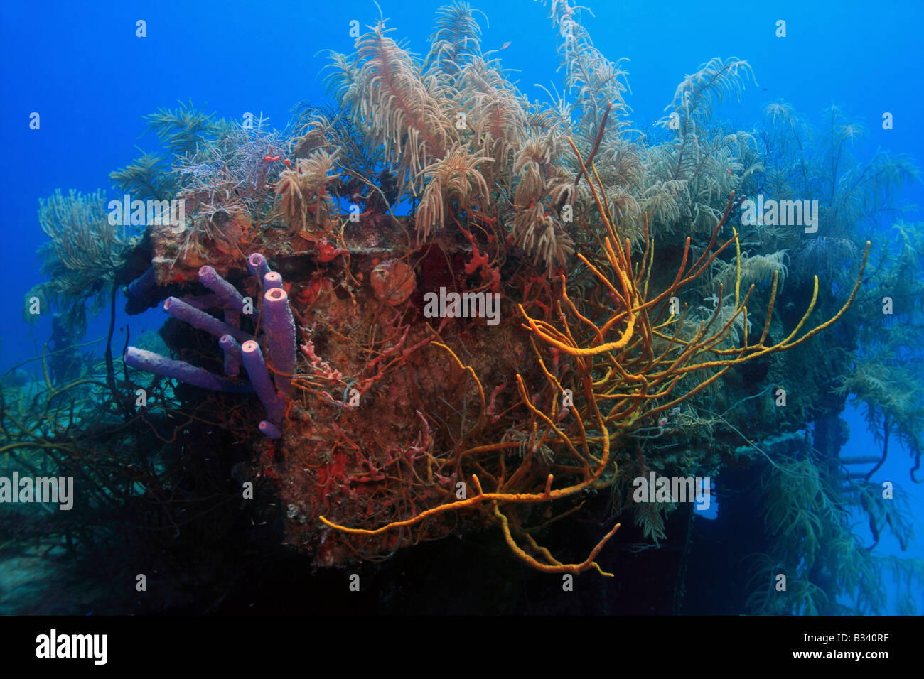 Relitto subacqueo del prezzo Albert è diventato un reef artificiale in 30 piedi di acqua al largo della costa di Roatan, Honduras Foto Stock