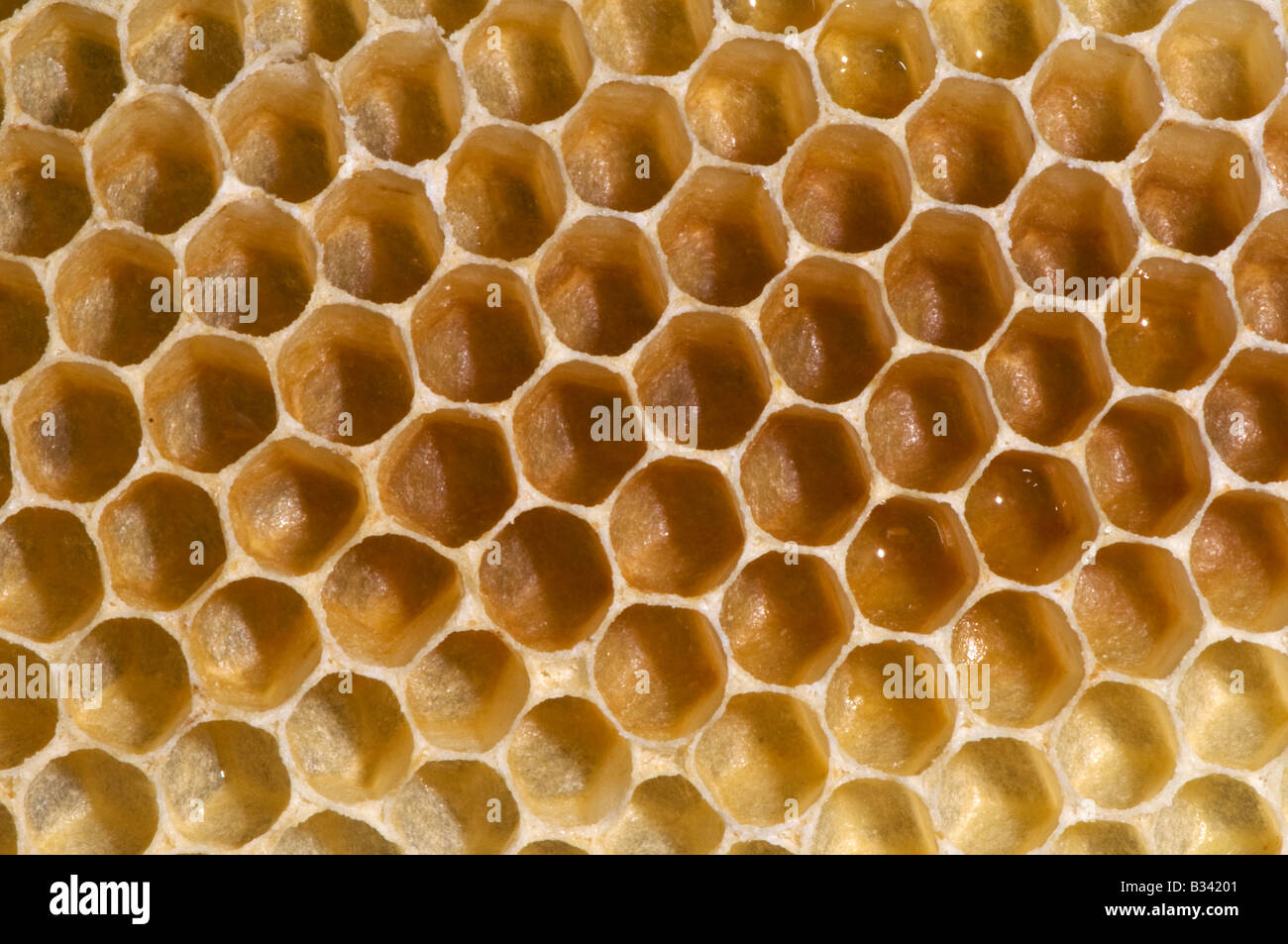 Una sezione di recente fatto da honeycomb entro un alveare Foto Stock