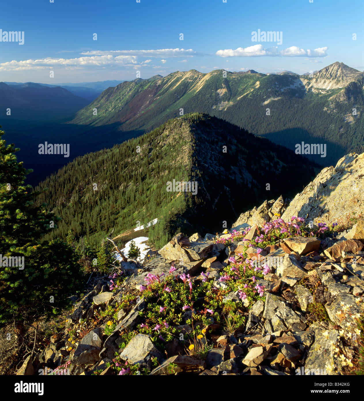 Deserto Pasayten; Davidson's Penstemon & Windy Pass visto dal Tamarack picco, Cascade Mountains, nello stato di Washington, USA Foto Stock