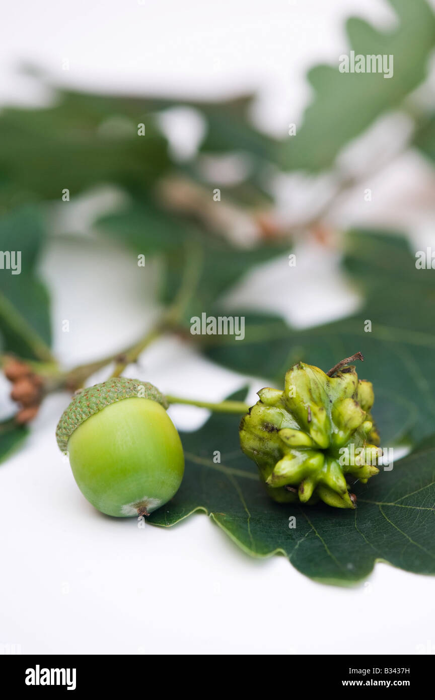 Knopper fiele su acorn frutta e insensibile acorn frutto Foto Stock