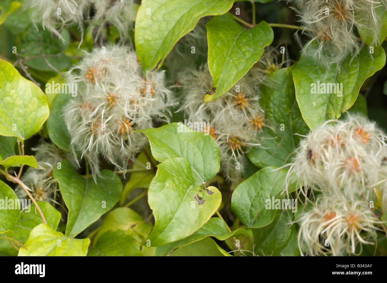 Fioritura Vitalba ivy, l uomo vecchio con la barba Foto Stock